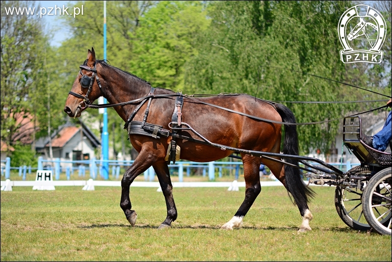 Klacz AFERA śl.