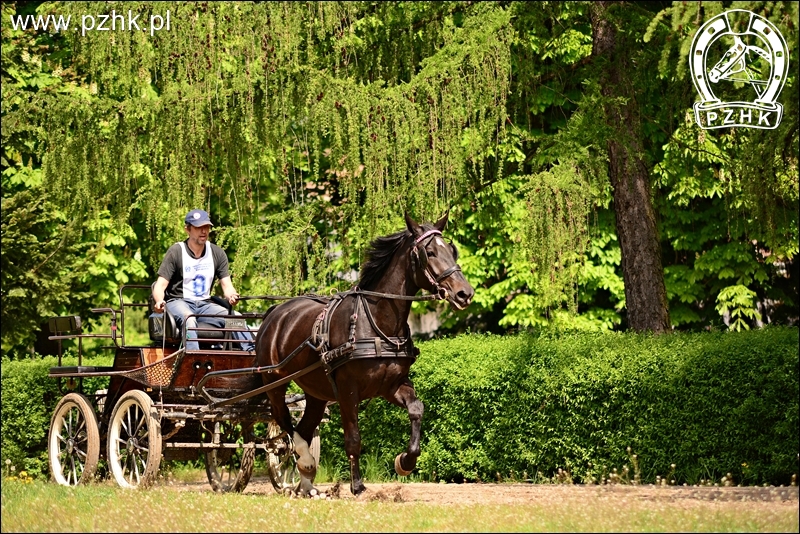 Klacz ŻIŻI śl.