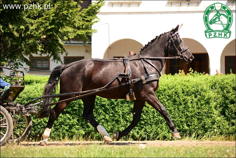 Klacz WENA-PH śl.