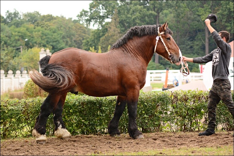 ogier EDVARD ard. szw. (Elegent - Malette po Marvin) ur. 2018-02-24