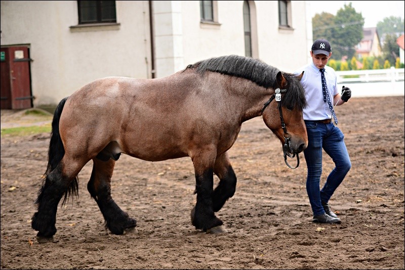 ogier CALIBER MR ard.pol. (Sultan - Chanel po Rubis 144) ur. 2018-02-04