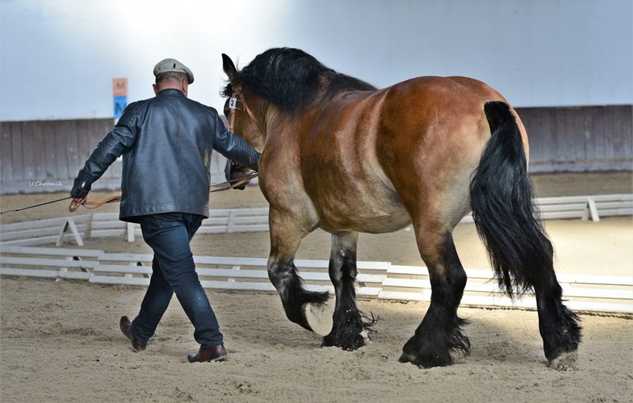 ARAMIS ard.pol.