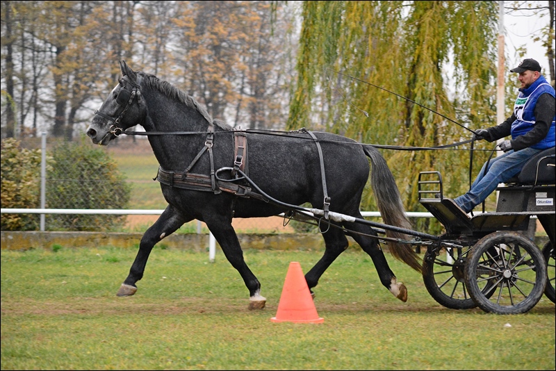 Ogier IRON śl.