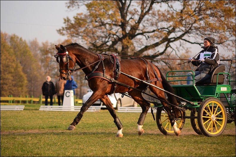 Ogier WANDAL AGRO-MAT AA m (AA)