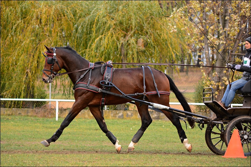 Ogier WANDAL AGRO-MAT AA m (AA)