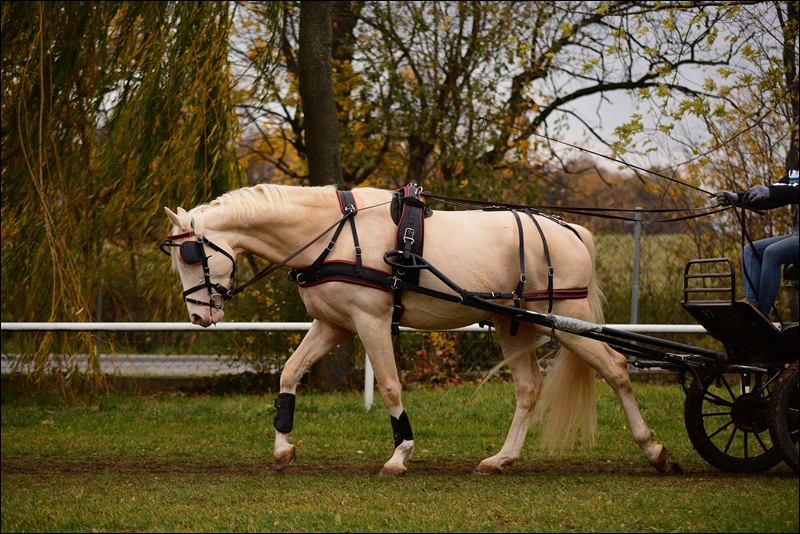 Ogier ZOLTAR sp