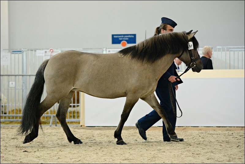 Konik polski, złota medalistka