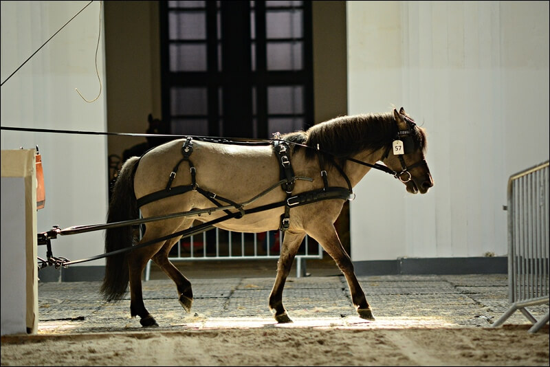 Konik polski, złota medalistka