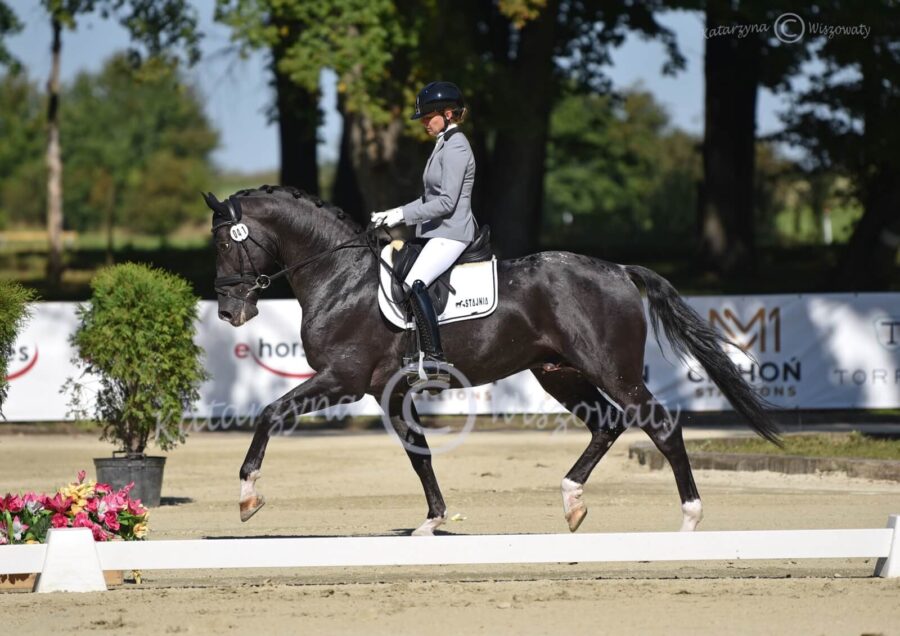 Biały Kruk sp (Lenon westf. x Lord Aleksander) - Karolina Mazurek