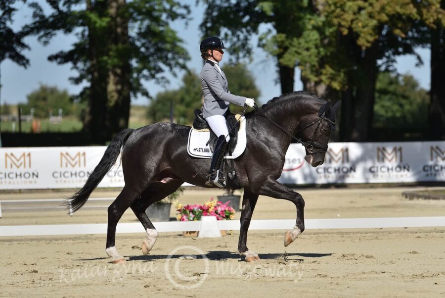 Biały Kruk sp (Lenon westf. x Lord Aleksander) - Karolina Mazurek