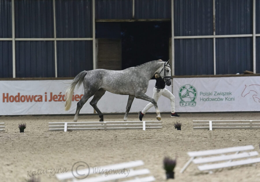 C-Quattro (Chaccon Blue x Quattro B) - Łukasz Koza