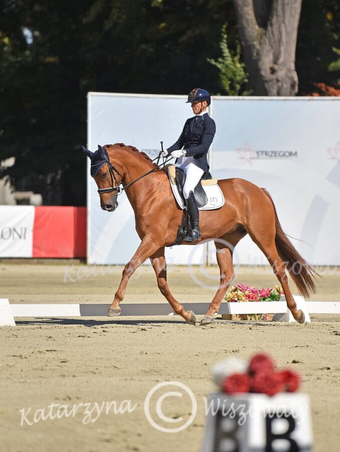 Chantal M old. (Charmeur KWPN x Crazy Classix han.) - Agnieszka Wiśniewska