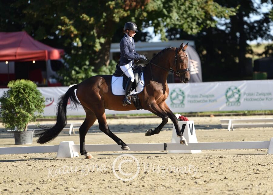 Frascati IRW DSP (Florencio westf. x Warkando Wonderboy han.) - Joanna Jawor