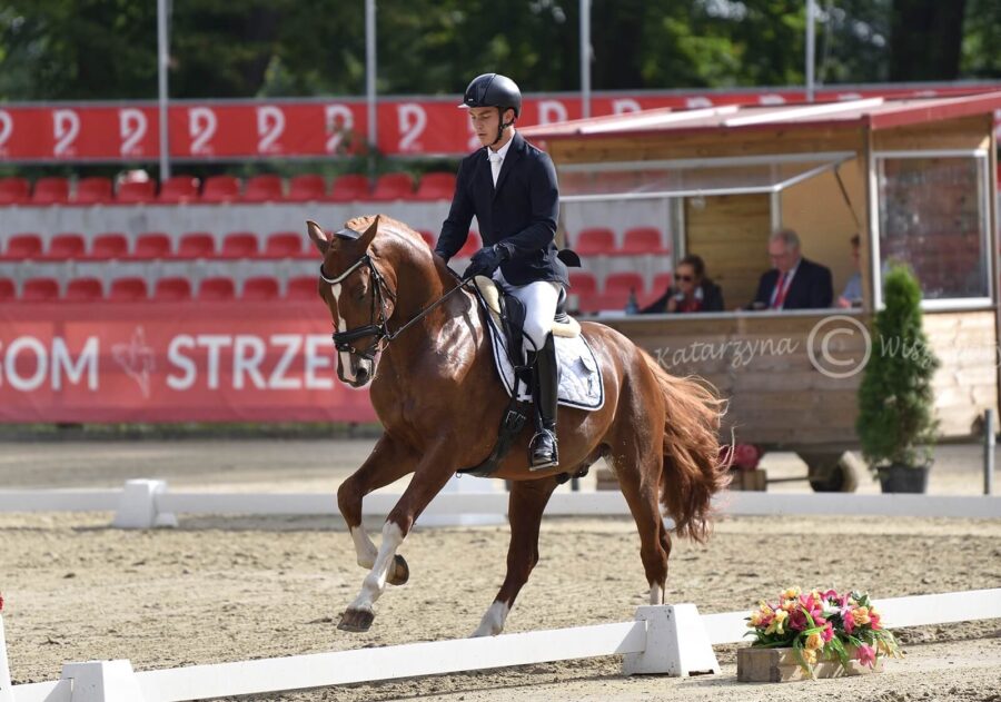 High Dance sp (Florestano x Aron HBC KWPN) - Wiktor Wojtarowicz