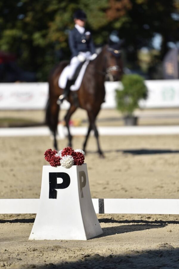 Knoxville KWPN (Dream Boy KWPN x Paganini KWPN) - Dominka Siudzińska