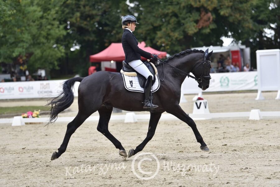 Ladykiller KWPN (Glamourdale x Westpoint) - Ilona Janas