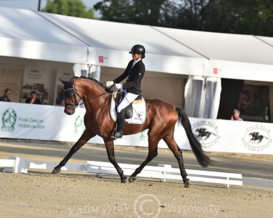 Lausitzer Junior DSP (Lausitzer DSP x Lehnbach hol.) - Wiktoria Hanczewska