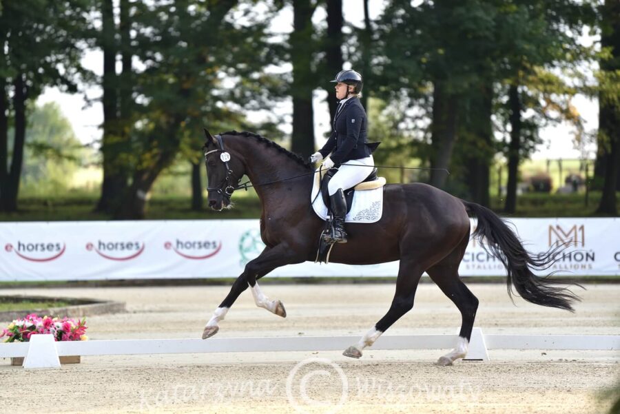 M-Feingold KWPN (Goldberg x Fuerst Heinrich) - Karolina Poławska