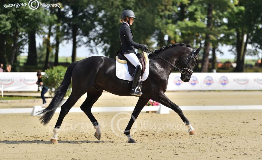 Romeo van Fuerstenball sp (Fuerstenball x Bretton Woods KWPN) - Aleksandra Szulc