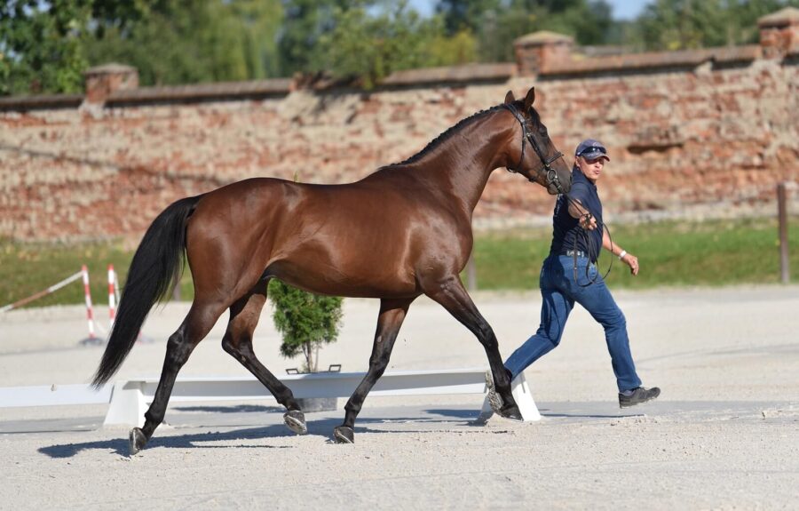 Nigarot xx (Chariot x Delator) - Sylwester Januszewski