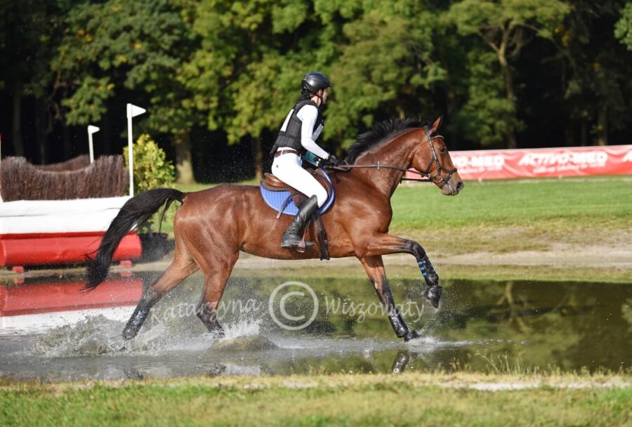 Scharlotte sp (Lanvester L x Stalypso) - Marta Krzemińska