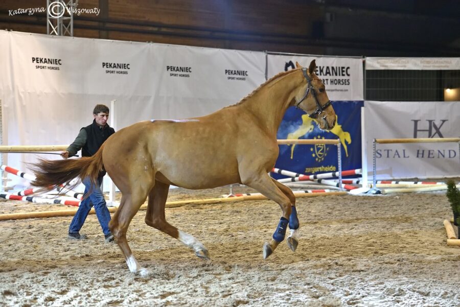 Og. Be Mine IPO sp (Tjungske x Bamako de Muze)