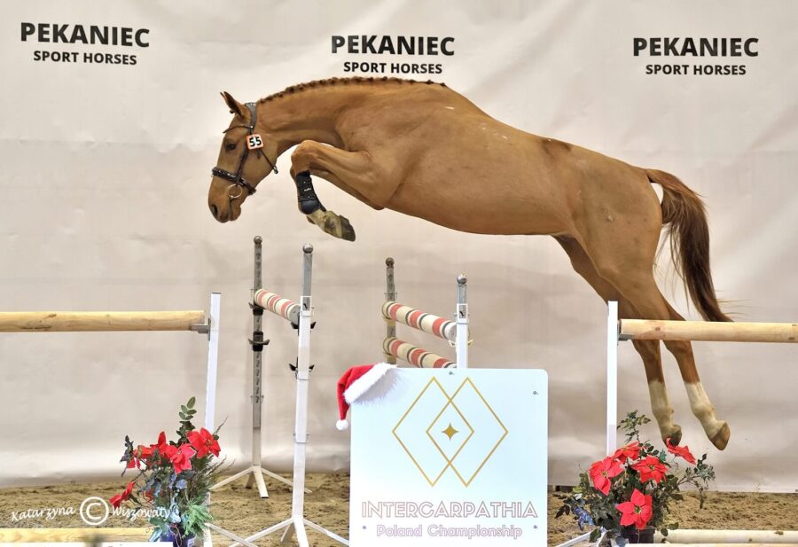 Og. Be Mine IPO sp (Tjungske x Bamako de Muze)