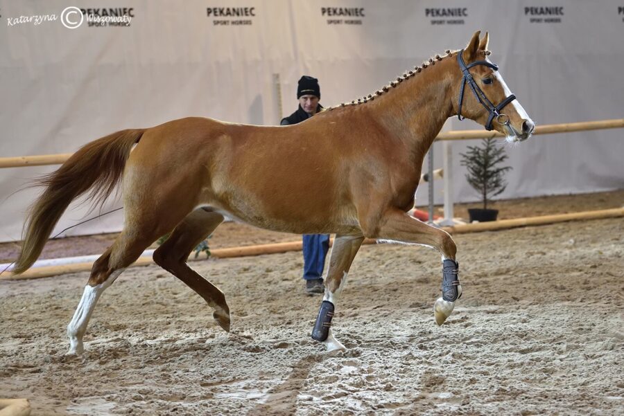 Wał. Beastie Boy sp (Justus m x Loxley)