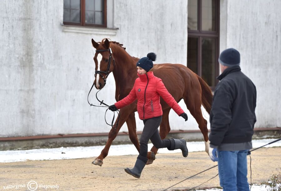 Zolthan bryt. k. sport., 2018 (Fortino 12 westf. x Padinus KWPN)