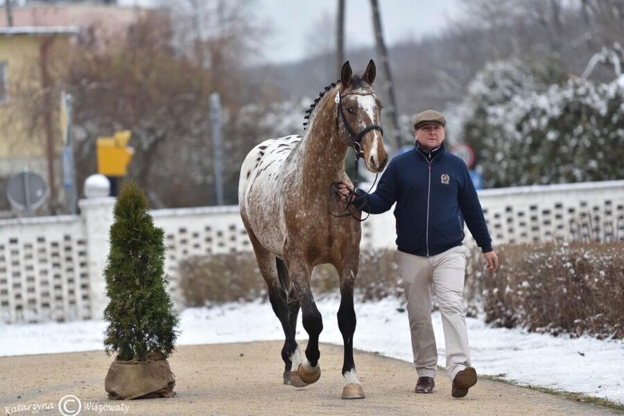 Parys sp, 2018 (W-Samba Boy sp x Lord Alexander old.)