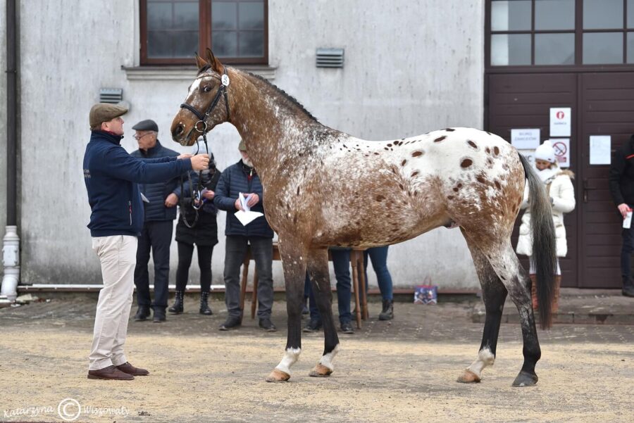 Parys sp, 2018 (W-Samba Boy sp x Lord Alexander old.)