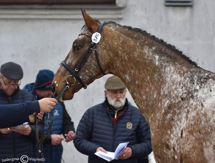 Parys sp, 2018 (W-Samba Boy sp x Lord Alexander old.)