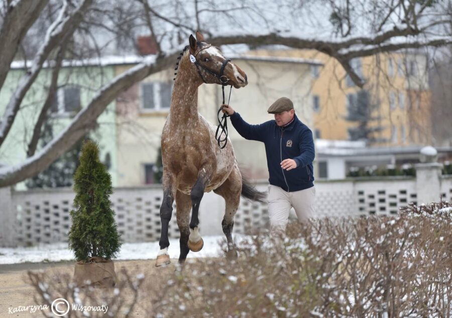 Parys sp, 2018 (W-Samba Boy sp x Lord Alexander old.)