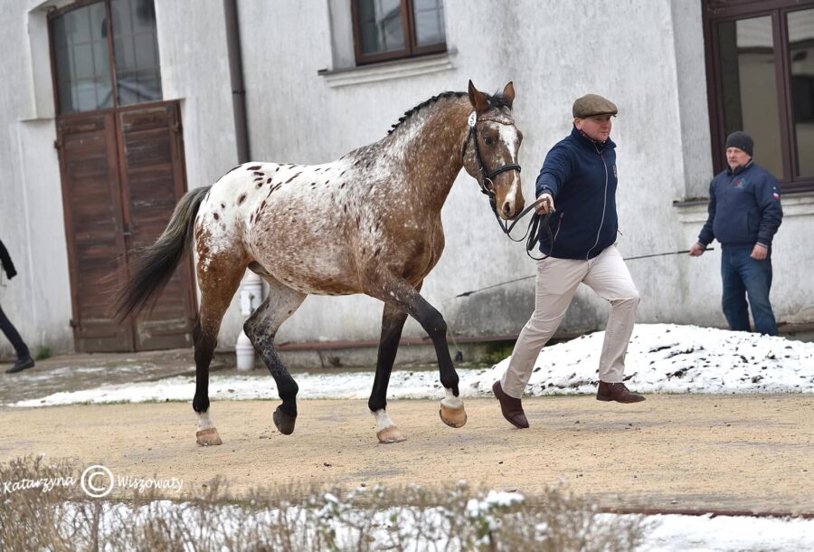 Parys sp, 2018 (W-Samba Boy sp x Lord Alexander old.)