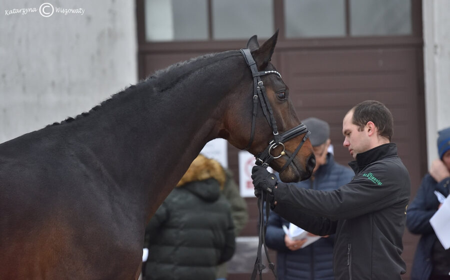 Conteros Blue PS old., 2018 (Continental Blue old. (OS) x Contendros han.)