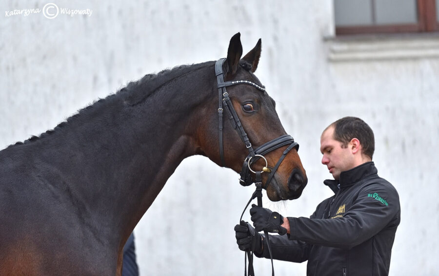 Conteros Blue PS old., 2018 (Continental Blue old. (OS) x Contendros han.)