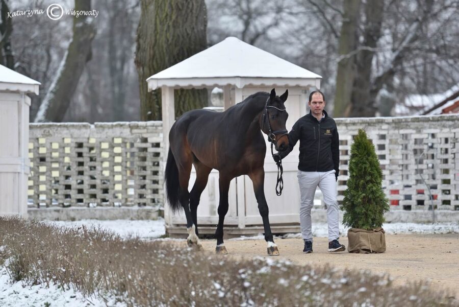 Conteros Blue PS old., 2018 (Continental Blue old. (OS) x Contendros han.)