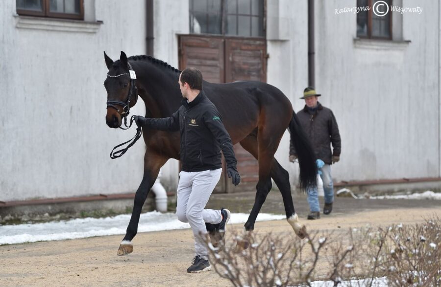 Conteros Blue PS old., 2018 (Continental Blue old. (OS) x Contendros han.)