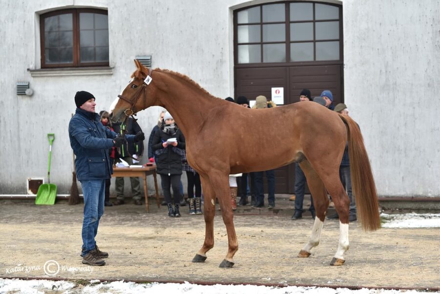 Armagedon wlkp, 2018 (Quidam de Revel II Z (CL) Z x Bolshoi KWPN)