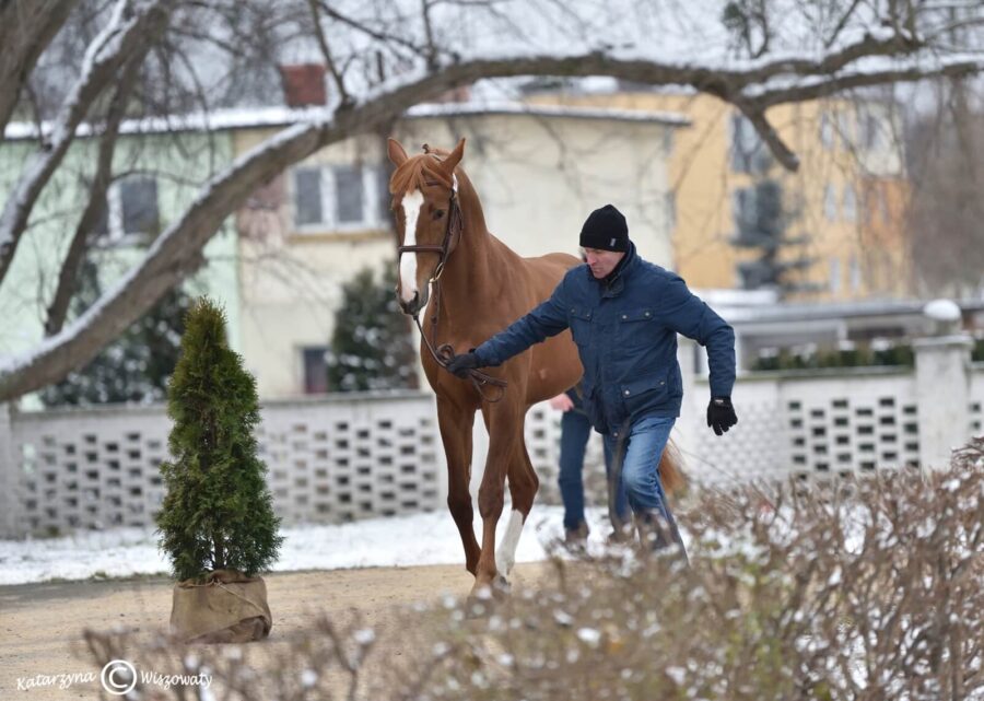 Armagedon wlkp, 2018 (Quidam de Revel II Z (CL) Z x Bolshoi KWPN)