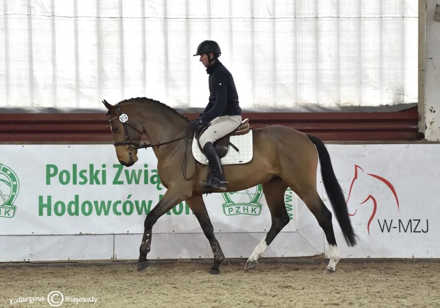 Sir Zinedine sp, 2018 (Zinedine KWPN x Che Guevara L hol.)