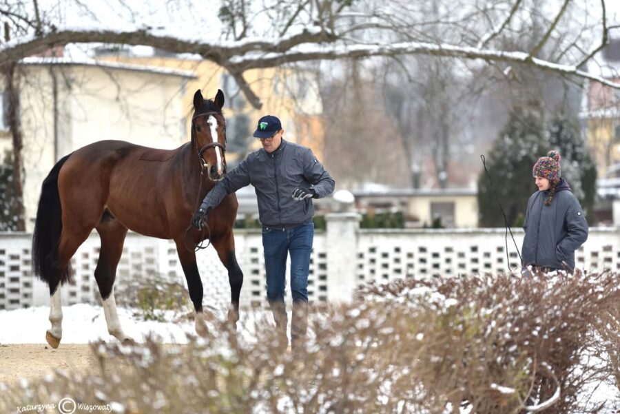 Caravagio sp, 2018 (Etoulon VDL KWPN x Carambole KWPN)