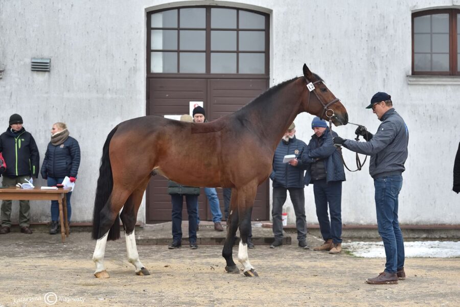 Caravagio sp, 2018 (Etoulon VDL KWPN x Carambole KWPN)