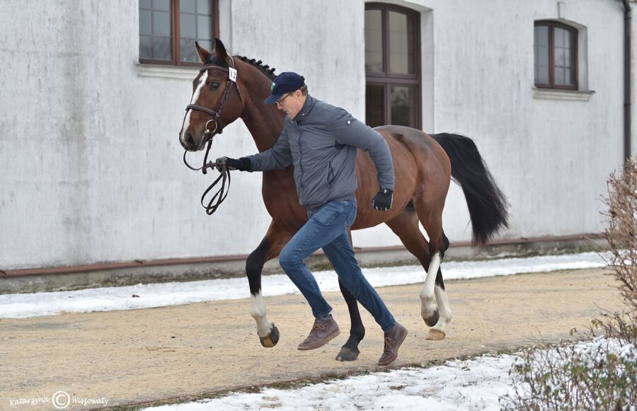 Caravagio sp, 2018 (Etoulon VDL KWPN x Carambole KWPN)