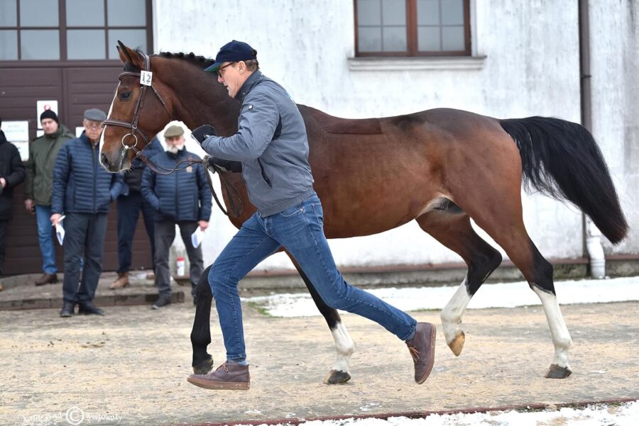 Caravagio sp, 2018 (Etoulon VDL KWPN x Carambole KWPN)