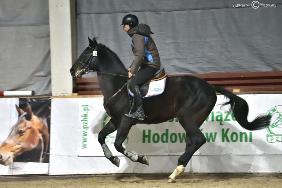 Casall Conti hol., 2018 (Casall hol. x Contender hol.)