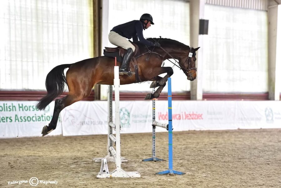 Blitz Al Z Z, 2018 (Balou Star old. x Chin Chin hol.)