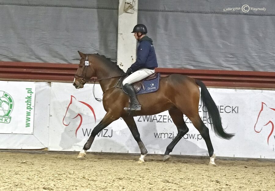 Sancho Vigo sp, 2018 (Vigo Heywood H Z Z x Sanvaro old. (OS))