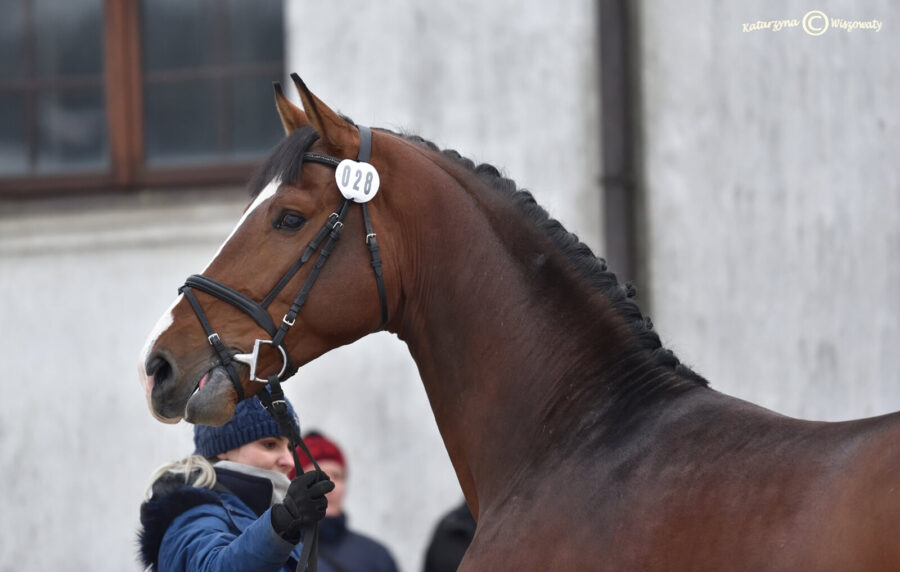 Milenium Star hol., 2018 (Million Dollar BWP x Calato hol.)