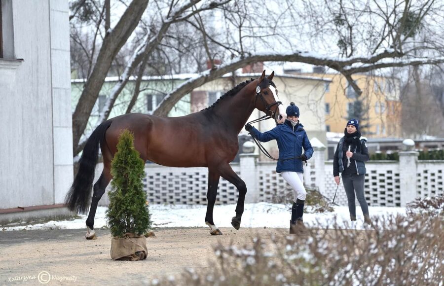 Milenium Star hol., 2018 (Million Dollar BWP x Calato hol.)